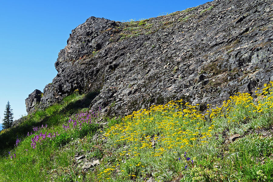 wildflowers & Tidbits Wall [Tidbits Mountain Trail, Willamette National Forest, Linn County, Oregon]