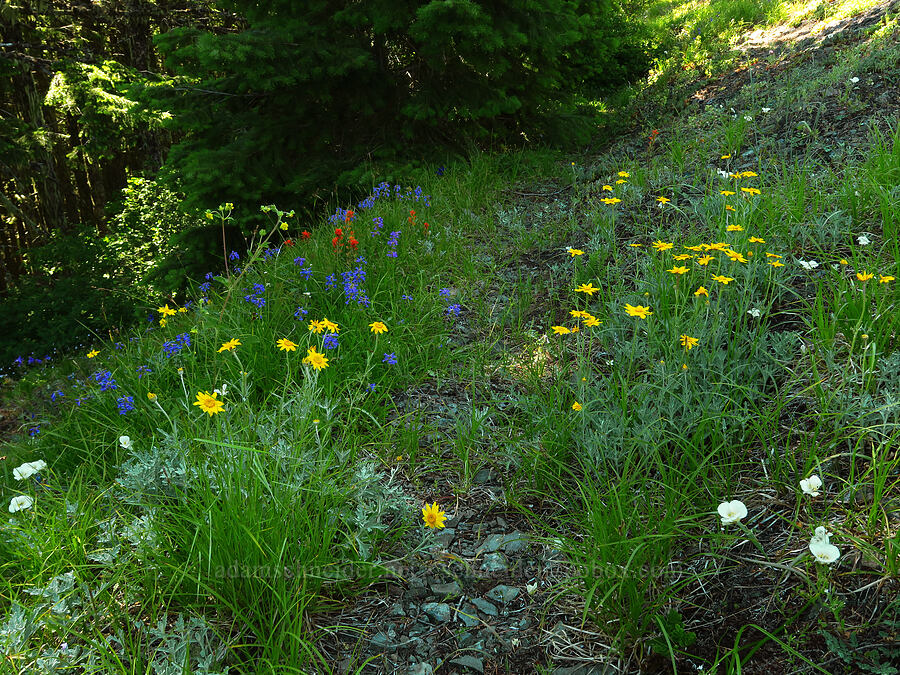 wildflowers [Tidbits Mountain Trail, Willamette National Forest, Linn County, Oregon]