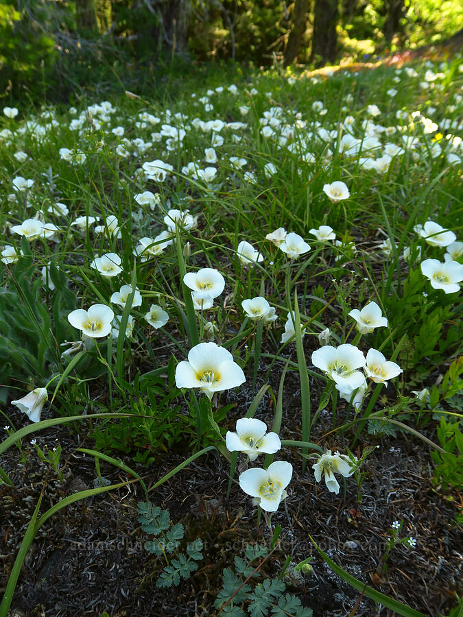 subalpine mariposa lilies (Calochortus subalpinus) [Tidbits Mountain Trail, Willamette National Forest, Linn County, Oregon]