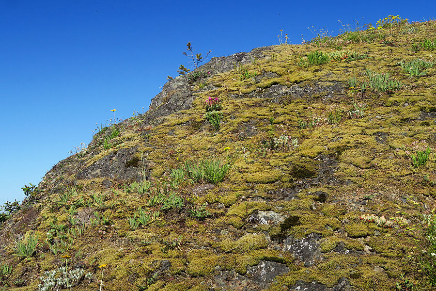 drying moss & wildflowers [Tidbits Wall, Willamette National Forest, Linn County, Oregon]