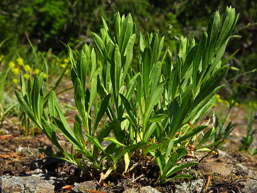 Gorman's aster leaves (Doellingeria gormanii (Eucephalus gormanii) (Aster gormanii)) [Tidbits Wall, Willamette National Forest, Linn County, Oregon]