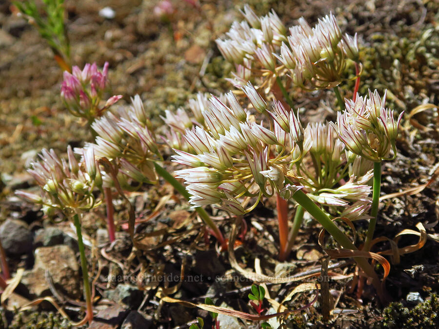 Olympic onion (Allium crenulatum) [Tidbits Wall, Willamette National Forest, Linn County, Oregon]