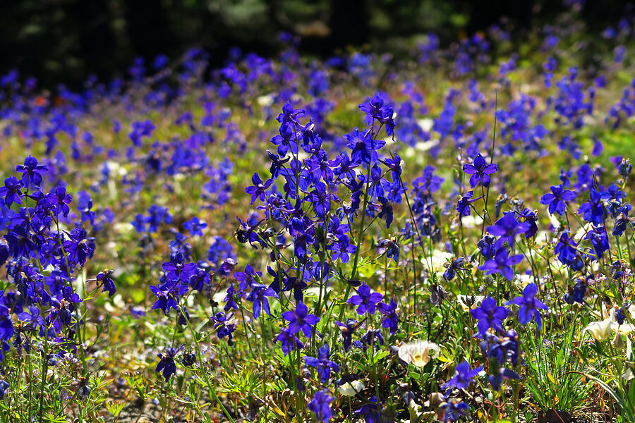 Menzies' larkspur (Delphinium menziesii) [Tidbits Mountain Trail, Willamette National Forest, Linn County, Oregon]