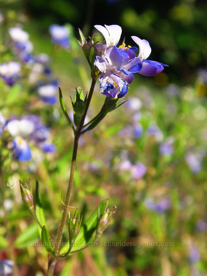 large-flowered blue-eyed-mary (Collinsia grandiflora) [Tidbits Mountain Trail, Willamette National Forest, Linn County, Oregon]