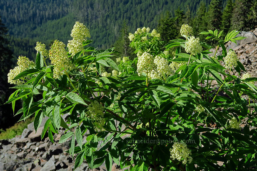 red elderberry flowers (Sambucus racemosa) [Tidbits Mountain Trail, Willamette National Forest, Linn County, Oregon]