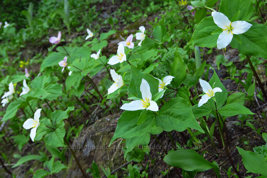 western trillium (Trillium ovatum) [Tidbits Mountain Trail, Willamette National Forest, Linn County, Oregon]