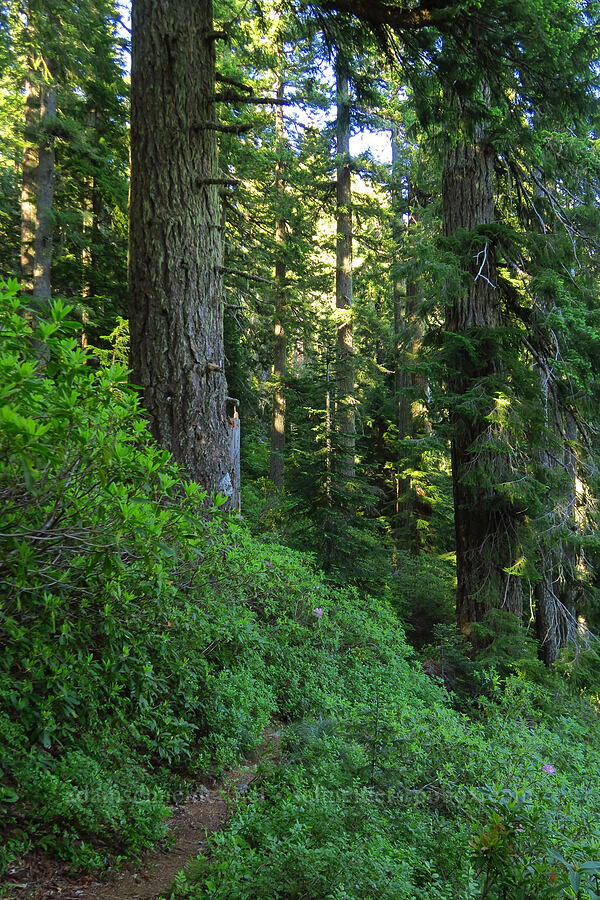 old-growth trees [Tidbits Mountain Trail, Willamette National Forest, Linn County, Oregon]