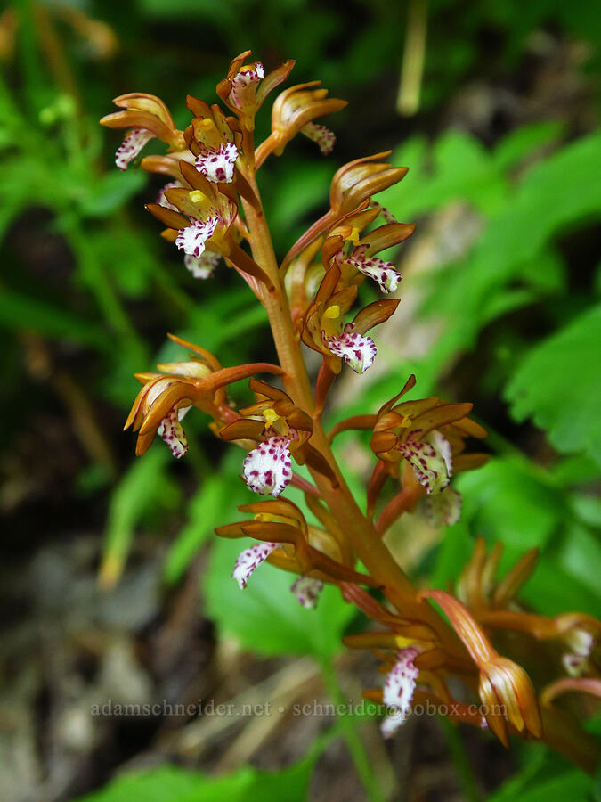 spotted coral-root orchid (Corallorhiza maculata) [Tidbits Mountain Trail, Willamette National Forest, Linn County, Oregon]