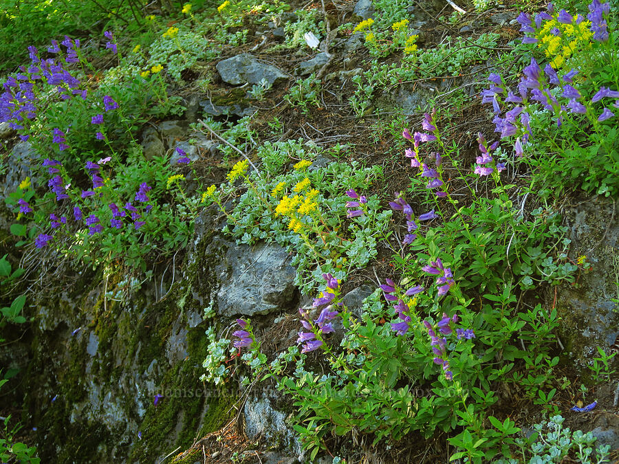 Cardwell's penstemon & broad-leaf stonecrop (Penstemon cardwellii, Sedum spathulifolium) [Tidbits Mountain Trail, Willamette National Forest, Linn County, Oregon]