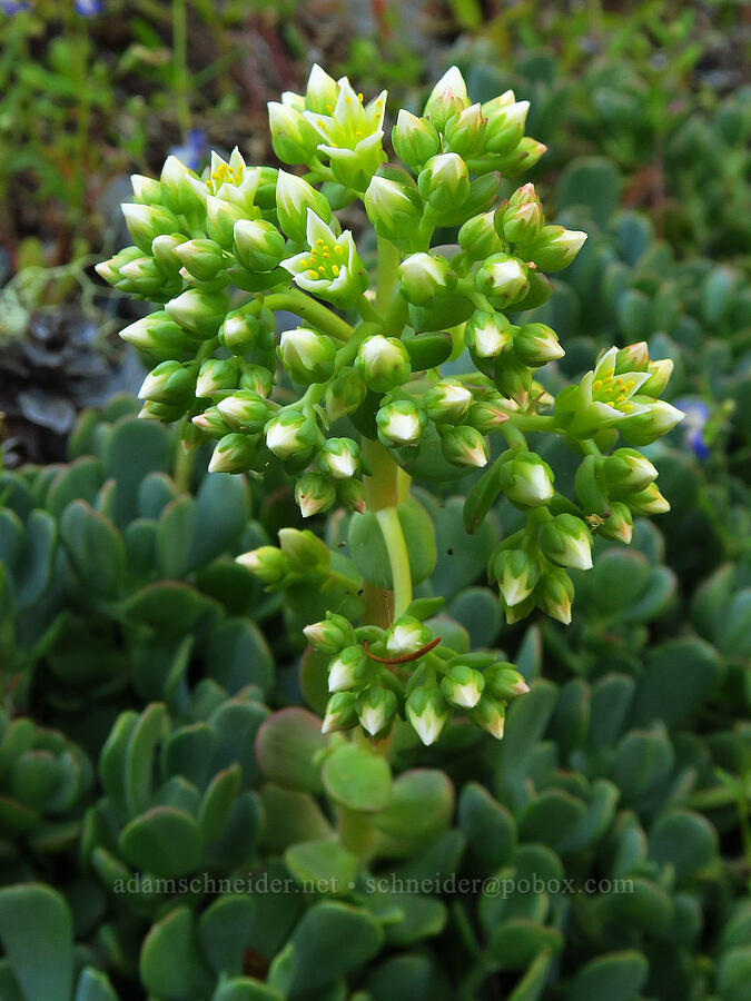 creamy stonecrop (Sedum oregonense) [Tidbits Mountain Trail, Willamette National Forest, Linn County, Oregon]