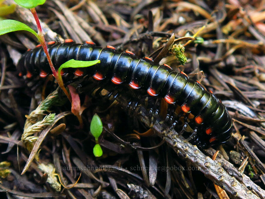 cherry millipede (Chonaphe armata) [Tidbits Mountain Trail, Willamette National Forest, Linn County, Oregon]