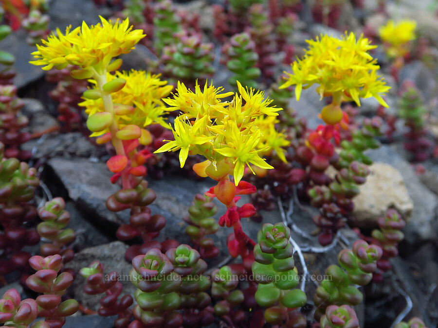 spreading stonecrop (Sedum divergens) [Forest Road 1509, Willamette National Forest, Linn County, Oregon]