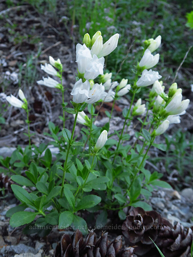 white Cardwell's penstemon (Penstemon cardwellii) [Forest Road 1509, Willamette National Forest, Linn County, Oregon]