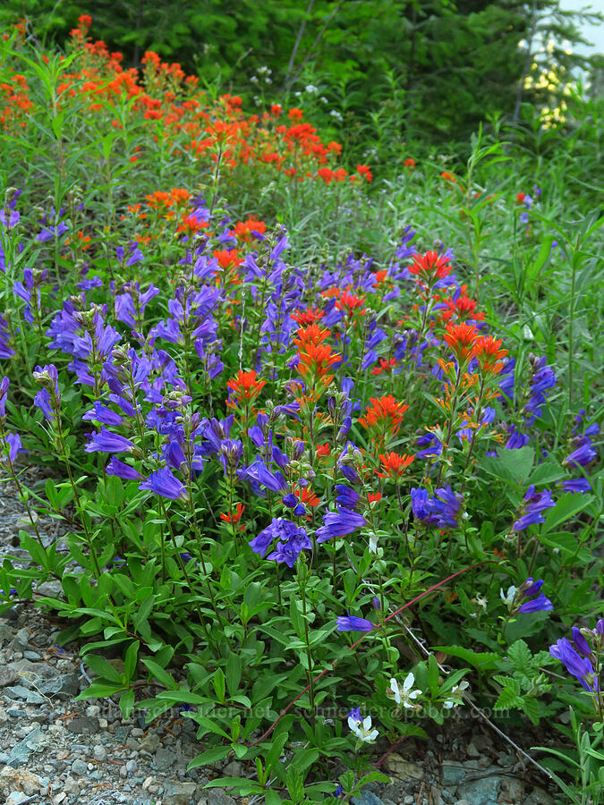 Cardwell's penstemon & paintbrush (Penstemon cardwellii, Castilleja sp.) [Forest Road 1509, Willamette National Forest, Linn County, Oregon]