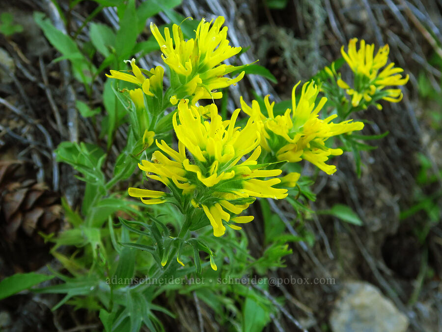 yellow harsh paintbrush (Castilleja hispida) [Forest Road 1509, Willamette National Forest, Linn County, Oregon]