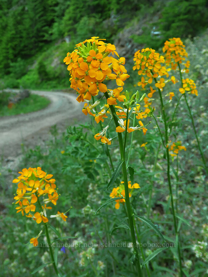 wallflower (Erysimum capitatum) [Forest Road 1509, Willamette National Forest, Linn County, Oregon]