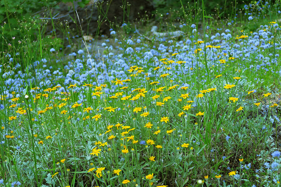 Oregon sunshine & blue-head gilia (Eriophyllum lanatum, Gilia capitata) [Forest Road 1509, Willamette National Forest, Linn County, Oregon]