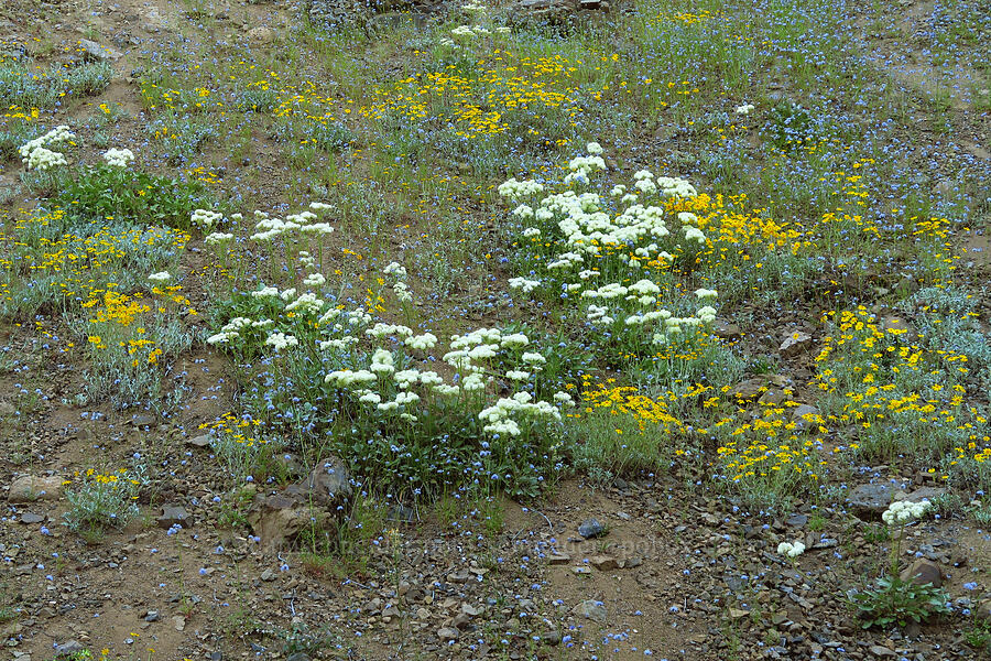 heart-leaf buckwheat, Oregon sunshine, & blue-head gilia (Eriogonum compositum, Eriophyllum lanatum, Gilia capitata) [Forest Road 1509, Willamette National Forest, Linn County, Oregon]