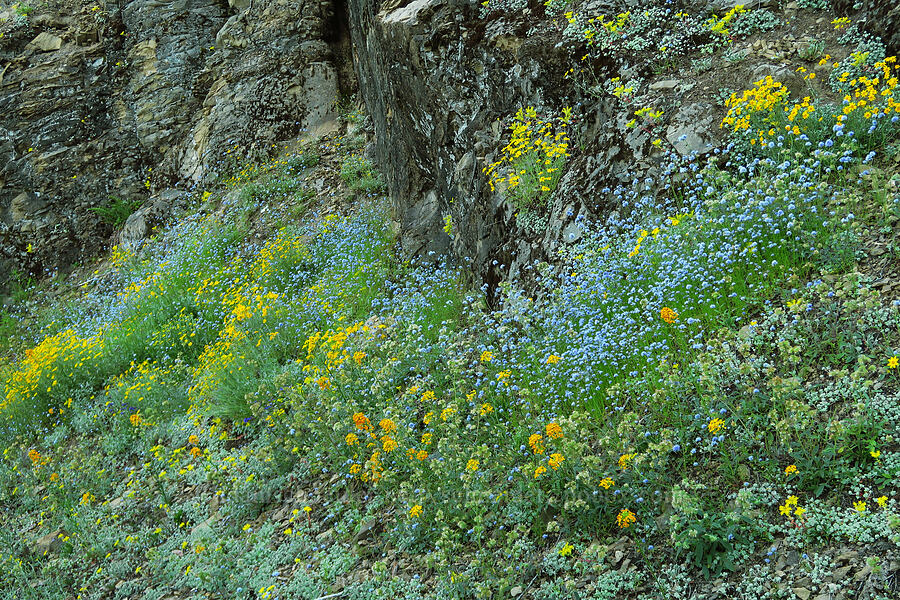 blue-head gilia, wallflower, & Oregon sunshine (Gilia capitata, Erysimum capitatum, Eriophyllum lanatum) [Forest Road 1509, Willamette National Forest, Linn County, Oregon]