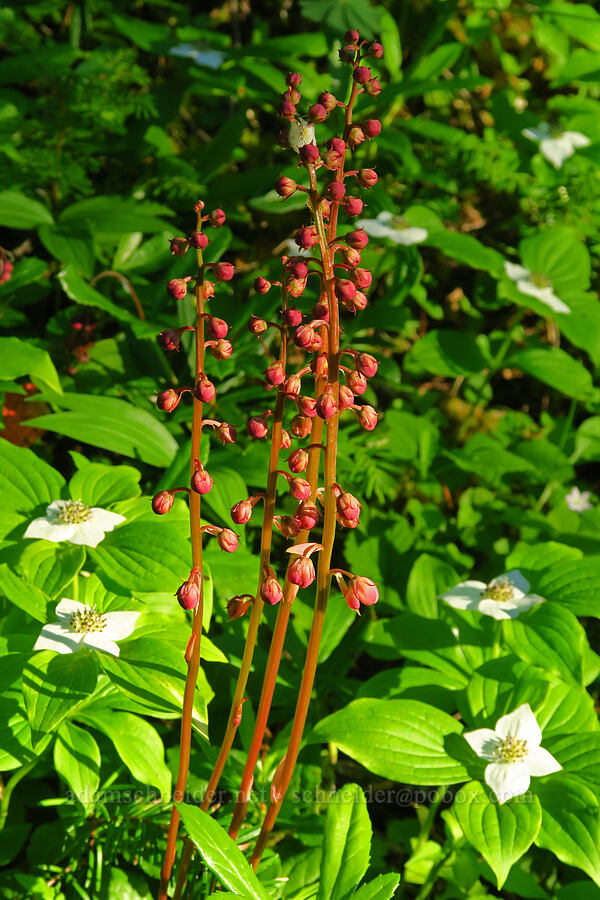 leafless wintergreen & bunchberries (Pyrola aphylla (Pyrola picta), Cornus unalaschkensis (Cornus canadensis)) [Forest Road 1509, Willamette National Forest, Linn County, Oregon]