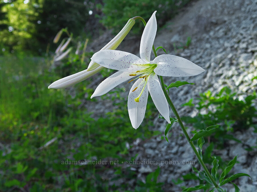 Washington lily (Lilium washingtonianum) [Forest Road 2022, Willamette National Forest, Linn County, Oregon]