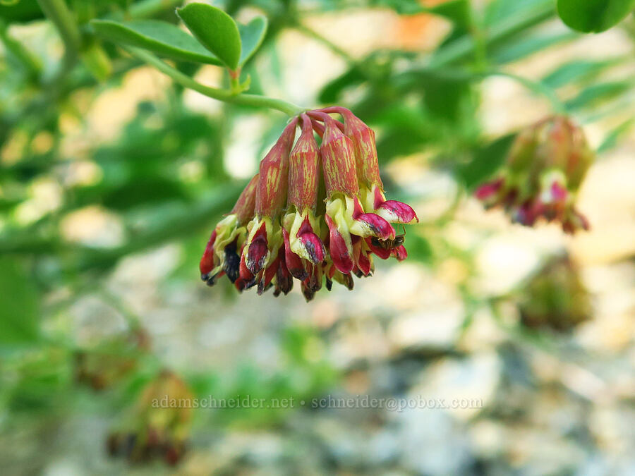 big deer-vetch (Hosackia crassifolia (Lotus crassifolius)) [Forest Road 2022, Willamette National Forest, Linn County, Oregon]