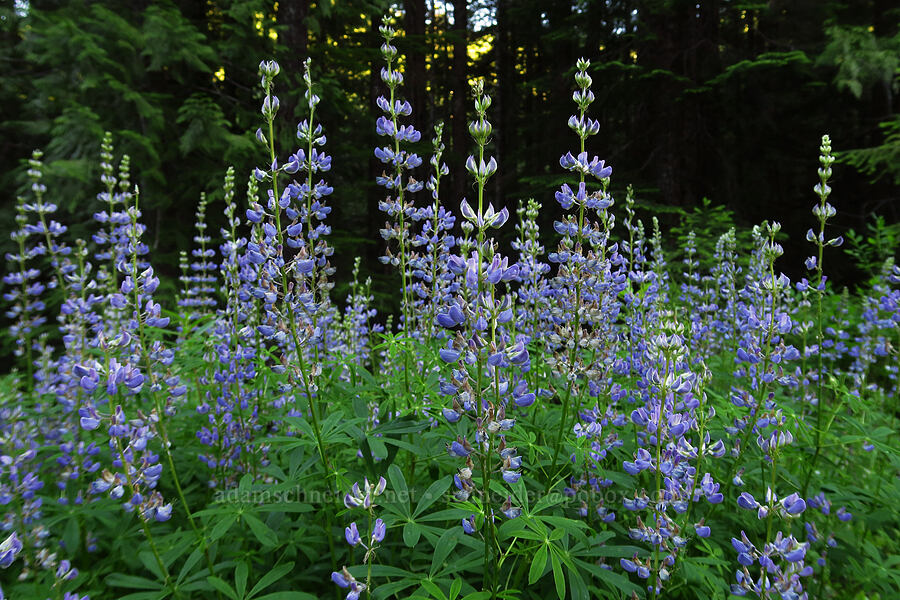 lupine (which?) (Lupinus sp.) [Forest Road 2022, Willamette National Forest, Linn County, Oregon]