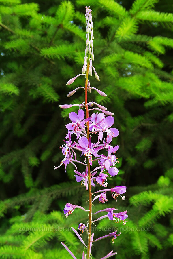 fireweed (Chamerion angustifolium (Chamaenerion angustifolium) (Epilobium angustifolium)) [Forest Road 2022, Willamette National Forest, Linn County, Oregon]