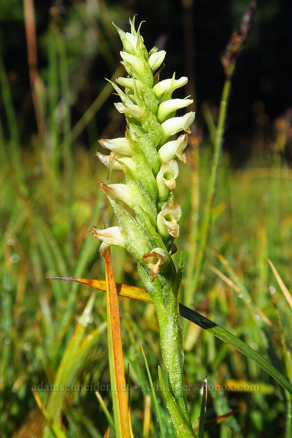 hooded ladies'-tresses (Spiranthes romanzoffiana) [Section 3 Lake, Goat Rocks Wilderness, Yakima County, Washington]