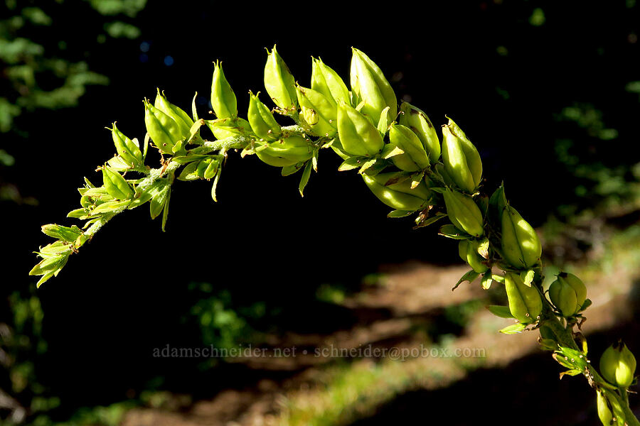 green corn lily, going to seed (Veratrum viride var. eschscholzianum (Veratrum eschscholtzianum)) [Bear Creek Mountain Trail, Goat Rocks Wilderness, Yakima County, Washington]