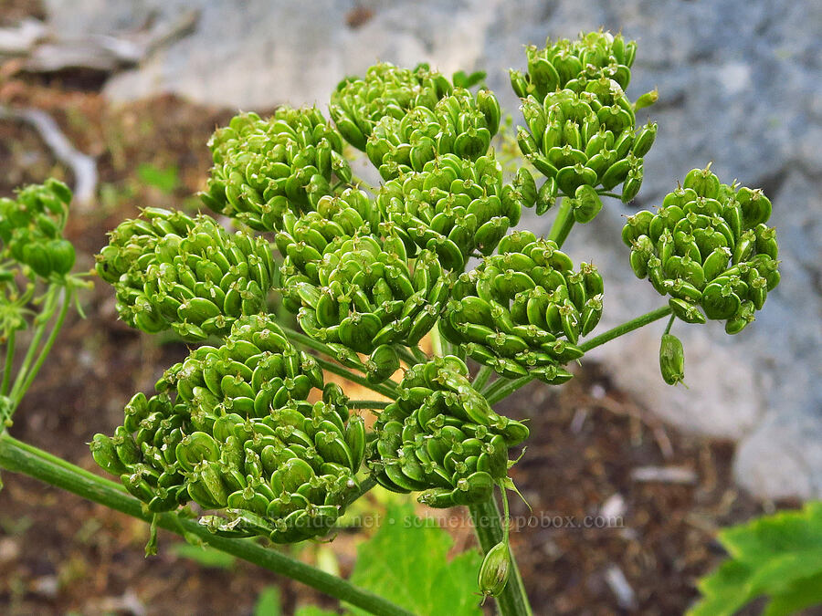 cow parsnip, going to seed (Heracleum maximum) [Bear Creek Mountain Trail, Goat Rocks Wilderness, Yakima County, Washington]