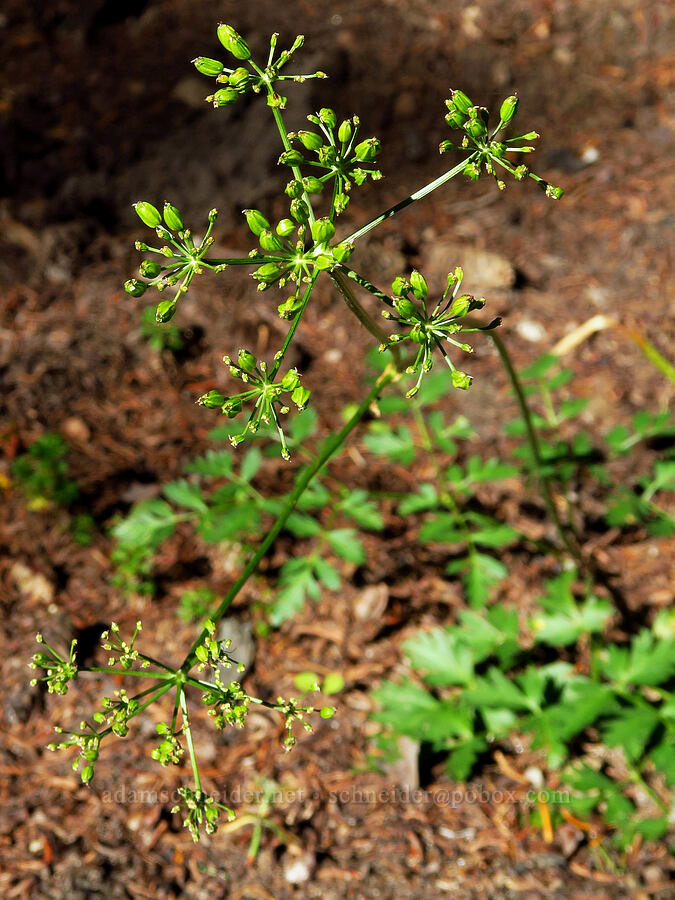 Gray's lovage, going to seed (Ligusticum grayi) [Bear Creek Mountain Trail, Goat Rocks Wilderness, Yakima County, Washington]