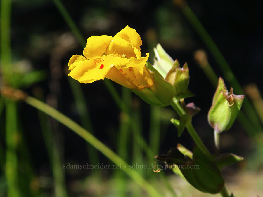 yellow monkeyflower (Erythranthe guttata (Mimulus guttatus)) [Bear Creek Mountain Trail, Goat Rocks Wilderness, Yakima County, Washington]