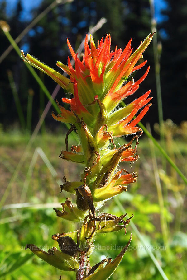 Suksdorf's paintbrush (Castilleja suksdorfii) [Bear Creek Mountain Trail, Goat Rocks Wilderness, Yakima County, Washington]