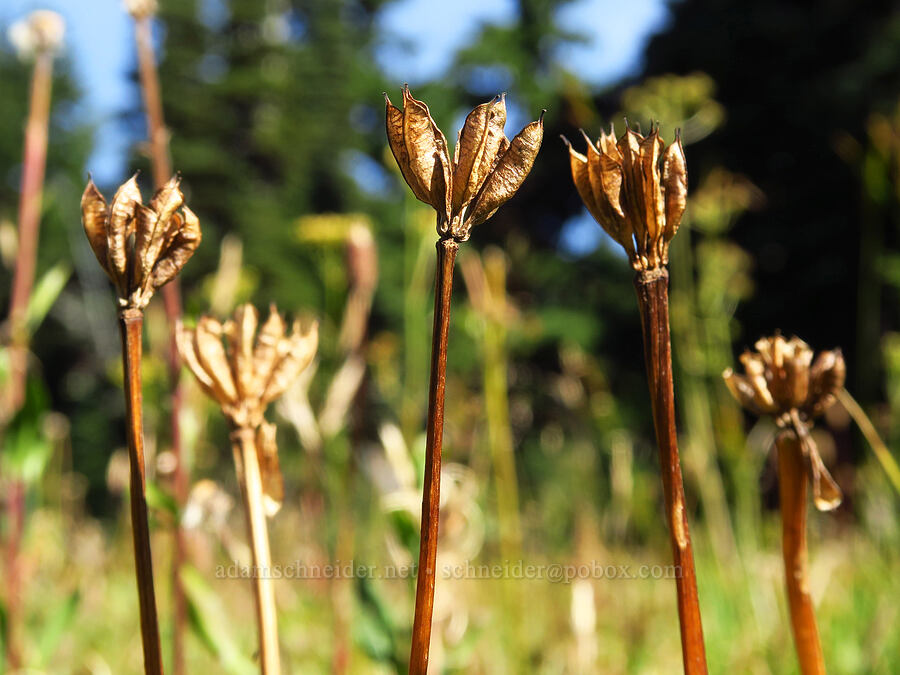 white marsh-marigolds, gone to seed (Caltha biflora (Caltha leptosepala var. biflora)) [Bear Creek Mountain Trail, Goat Rocks Wilderness, Yakima County, Washington]