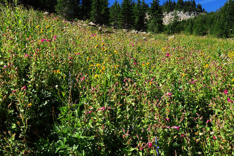 wildflowers [Bear Creek Mountain Trail, Goat Rocks Wilderness, Yakima County, Washington]