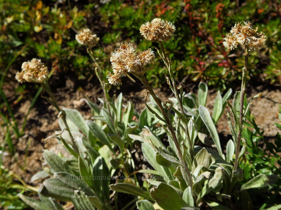 woolly pussy-toes, gone to seed (Antennaria lanata) [Bear Creek Mountain Trail, Goat Rocks Wilderness, Yakima County, Washington]