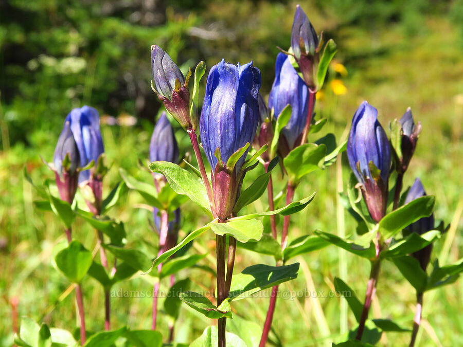 explorer's gentian (Gentiana calycosa) [Bear Creek Mountain Trail, Goat Rocks Wilderness, Yakima County, Washington]