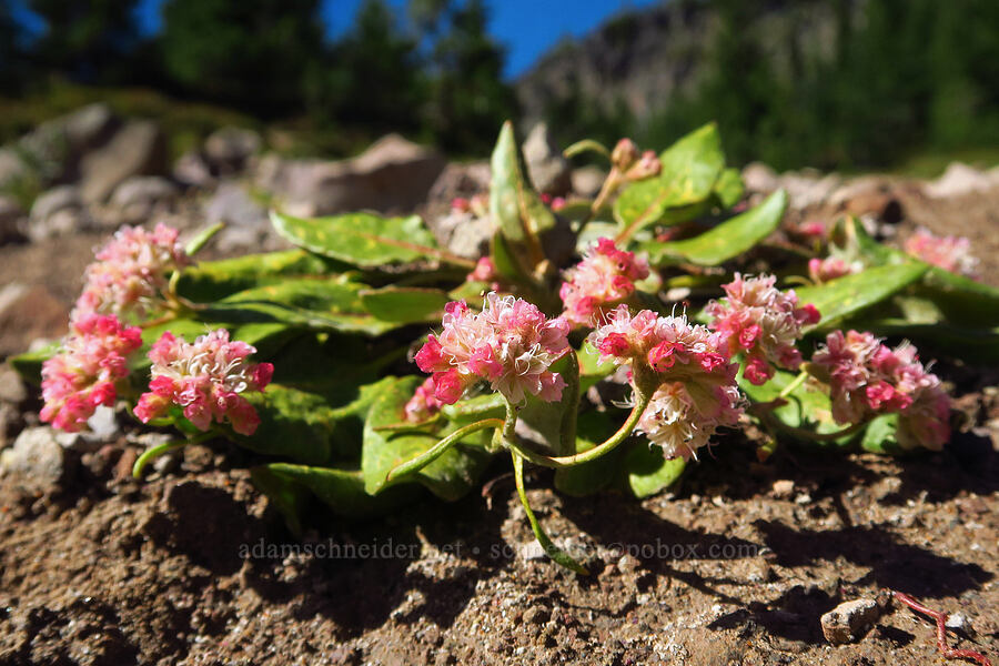 alpine buckwheat (Eriogonum pyrolifolium) [Bear Creek Mountain Trail, Goat Rocks Wilderness, Yakima County, Washington]