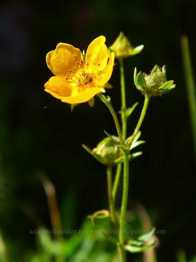 fan-leaf cinquefoil (Potentilla flabellifolia) [Bear Creek Mountain Trail, Goat Rocks Wilderness, Yakima County, Washington]