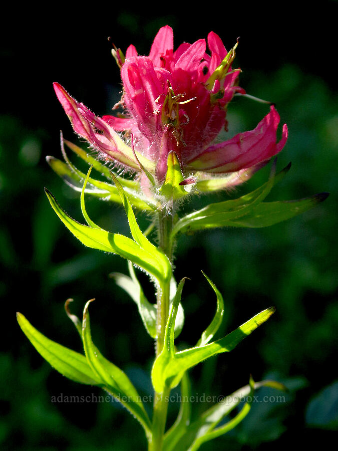 magenta paintbrush (Castilleja parviflora var. oreopola) [Bear Creek Mountain Trail, Goat Rocks Wilderness, Yakima County, Washington]