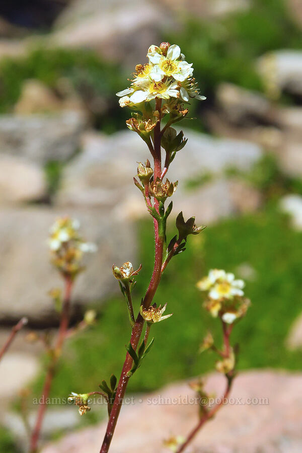 partridgefoot (Luetkea pectinata) [Bear Creek Mountain Trail, Goat Rocks Wilderness, Yakima County, Washington]