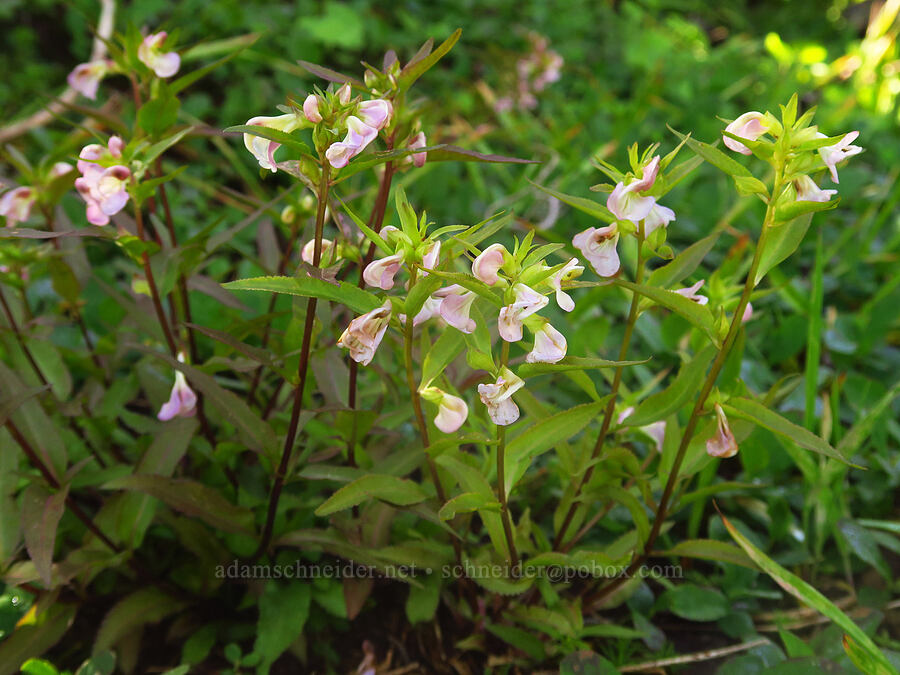 sickle-top lousewort (Pedicularis racemosa) [Bear Creek Mountain Trail, Goat Rocks Wilderness, Yakima County, Washington]