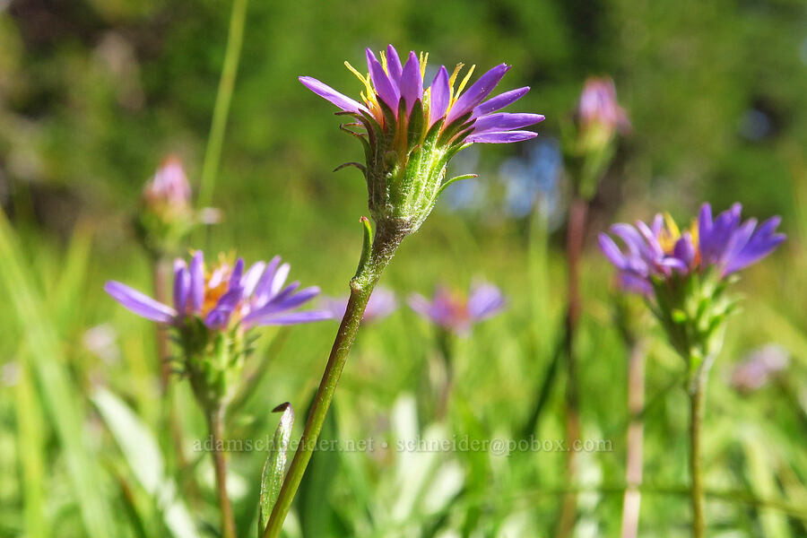 tundra asters (Oreostemma alpigenum (Aster alpigenus)) [Bear Creek Mountain Trail, Goat Rocks Wilderness, Yakima County, Washington]