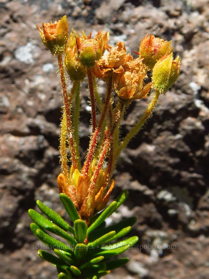 yellow mountain heather, going to seed (Phyllodoce glanduliflora) [Bear Creek Mountain Trail, Goat Rocks Wilderness, Yakima County, Washington]