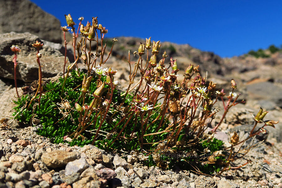 Tolmie's saxifrage, going to seed (Micranthes tolmiei (Saxifraga tolmiei)) [Bear Creek Mountain Trail, Goat Rocks Wilderness, Yakima County, Washington]