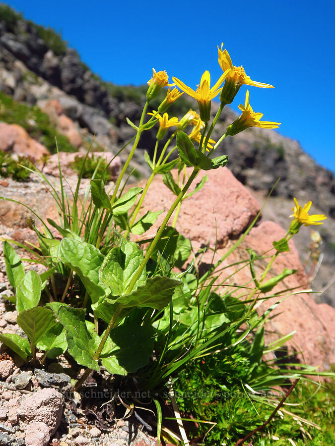 slender mountain arnica (Arnica gracilis (Arnica latifolia var. gracilis)) [Bear Creek Mountain Trail, Goat Rocks Wilderness, Yakima County, Washington]