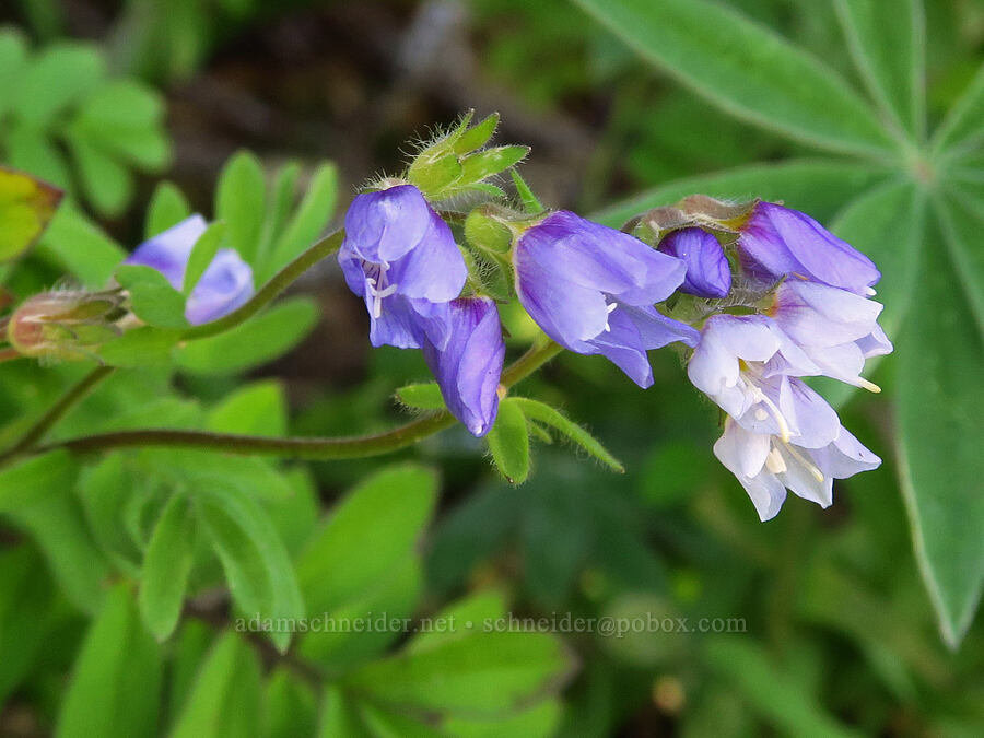 California Jacob's-ladder (Polemonium californicum) [Bear Creek Mountain Trail, Goat Rocks Wilderness, Yakima County, Washington]