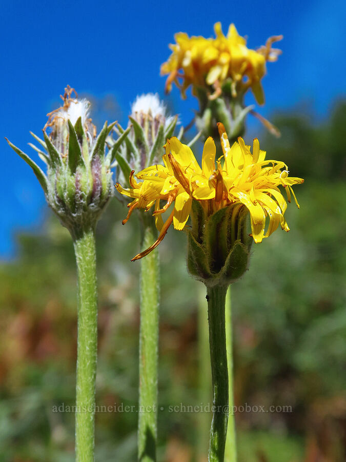 pale agoseris (Agoseris glauca) [Bear Creek Mountain Trail, Goat Rocks Wilderness, Yakima County, Washington]