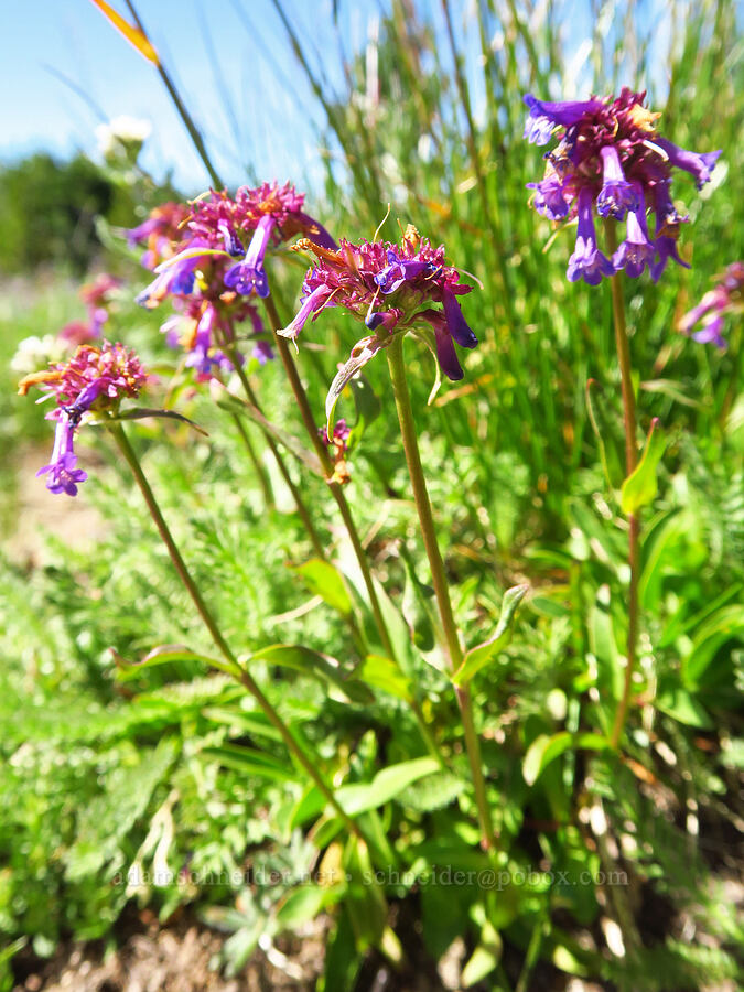 small-flowered penstemon, fading (Penstemon procerus) [Bear Creek Mountain, Goat Rocks Wilderness, Yakima County, Washington]